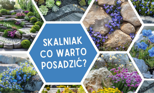 Rośliny na skalniak - jakie kwiaty i krzewy wybrać?