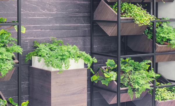 Ogród wertykalny - czym jest i jakie rośliny do niego wybrać?