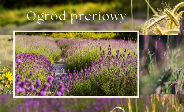 Ogród preriowy - jak założyć i jakie rośliny do niego wybrać?