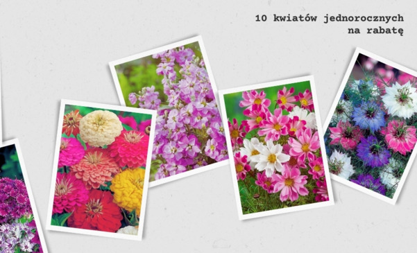 Kolorowe rabaty w ogrodzie – 10 jednorocznych kwiatów na wiosnę