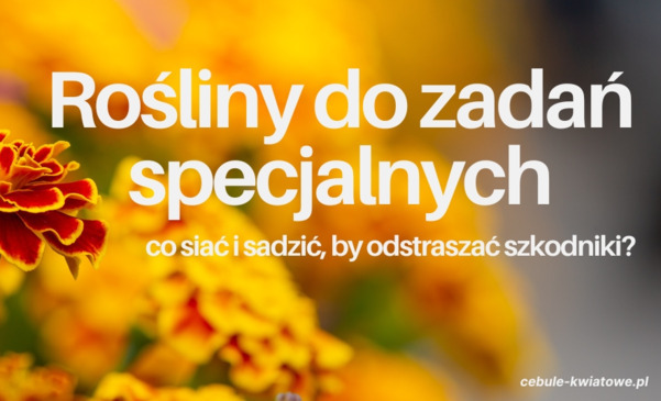 Rośliny do zadań specjalnych – co siać i sadzić, by odstraszać szkodniki?