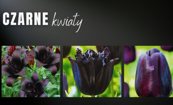 Przegląd roślin, które kwitną na "czarno"