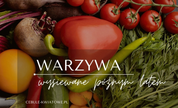 Warzywa wysiewane późnym latem