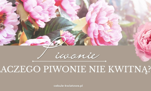 Dlaczego piwonie nie kwitną? Najczęstsze błędy w uprawie