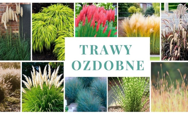 Trawy ozdobne do ogrodu – jakie gatunki wybrać i gdzie je sadzić?