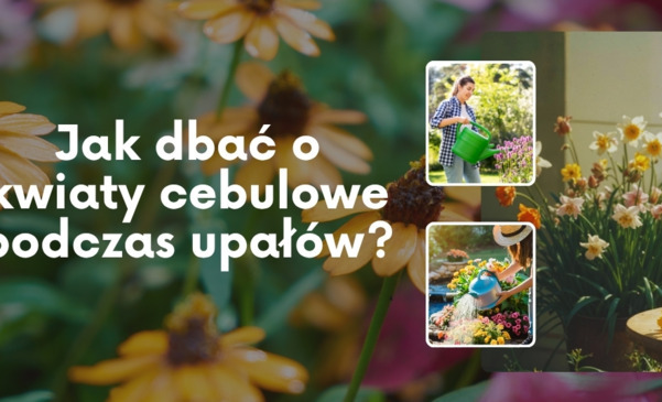 Jak dbać o kwiaty cebulowe podczas upałów? Sprawdzone zasady pielęgnacji i podlewania 
