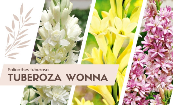 Tuberoza wonna - wyjątkowy kwiat o wspaniałym zapachu