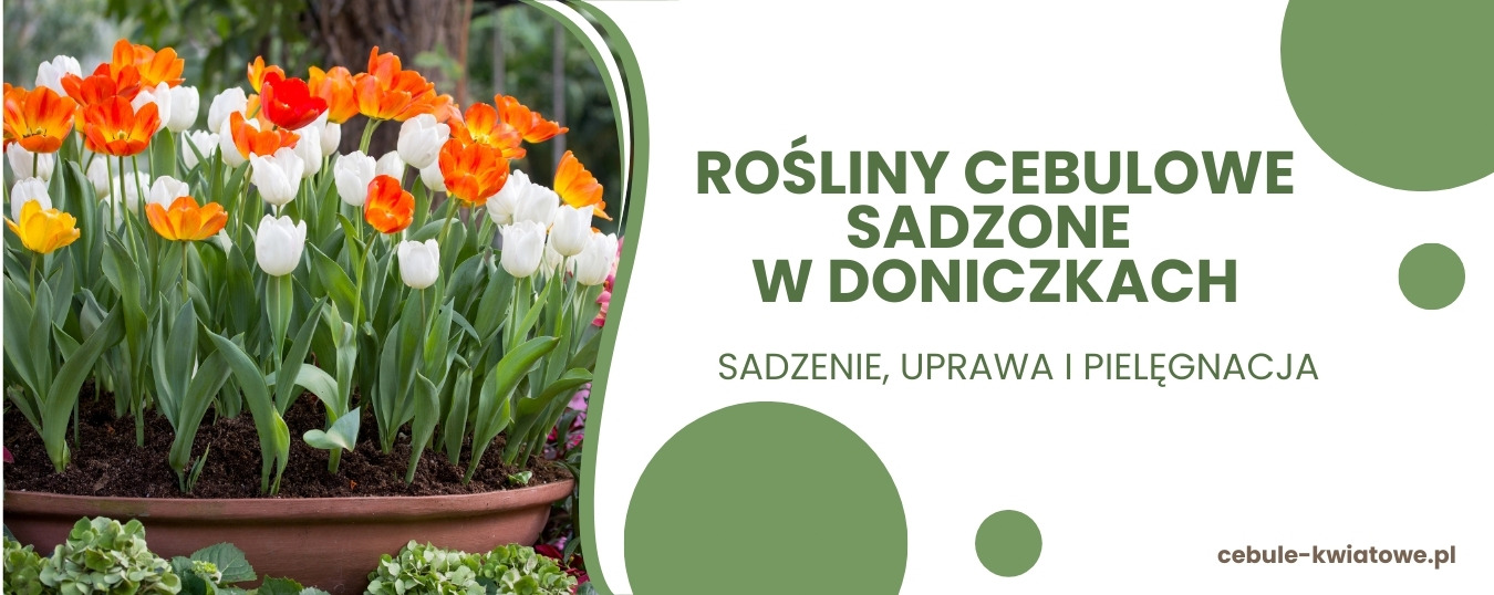 Rośliny cebulowe sadzone w doniczkach - sadzenie, uprawa, pielęgnacja