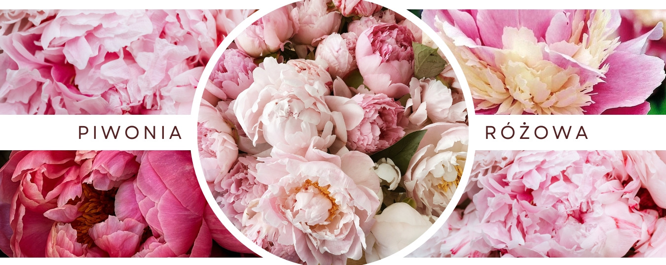 Piwonia różowa - 5 odmian piwonii w odcieniach różu