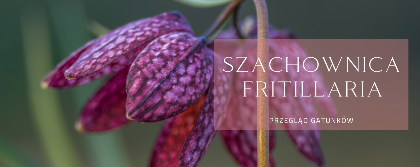Szachownica (Fritillaria) - przegląd gatunków