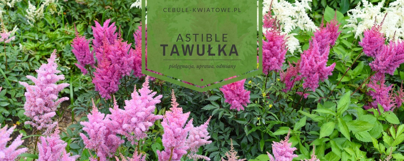 Tawułka-astible - pielęgnacja, uprawa, odmiany