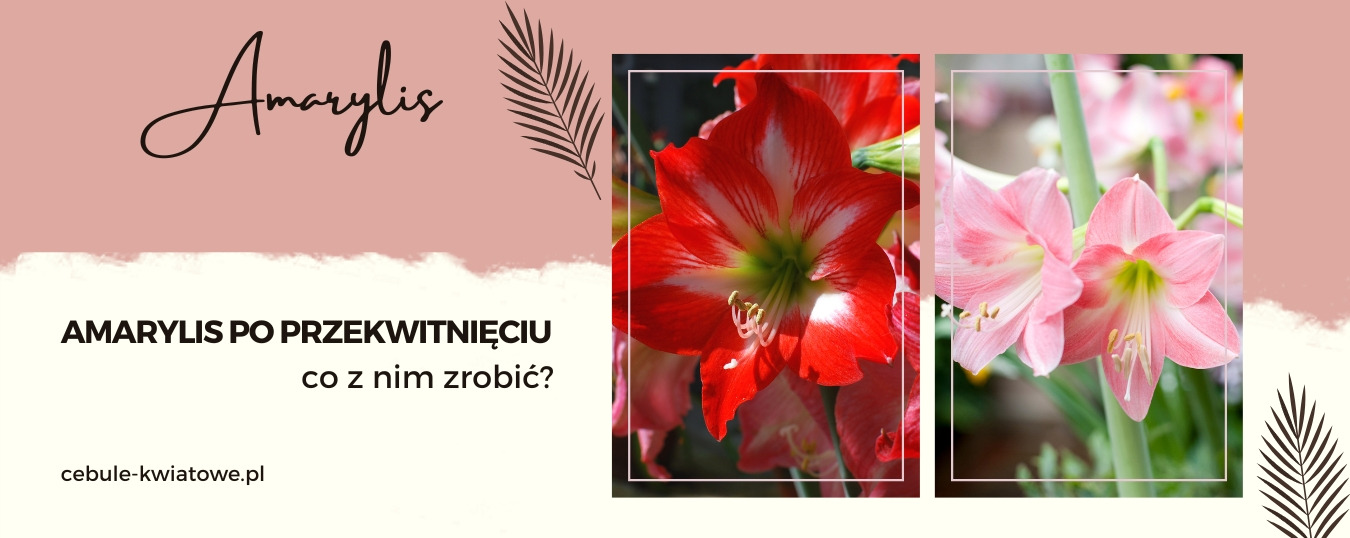 Amarylis po przekwitnięciu – co z nim zrobić?
