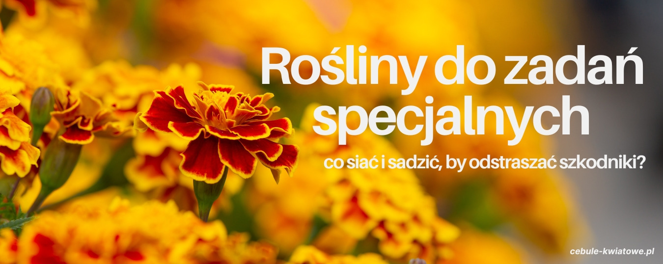 Rośliny do zadań specjalnych – co siać i sadzić, by odstraszać szkodniki?