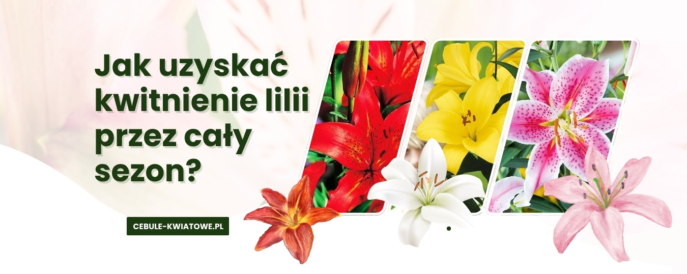 Jak uzyskać kwitnienie lilii przez cały sezon? Planowanie odmian o różnym terminie kwitnienia