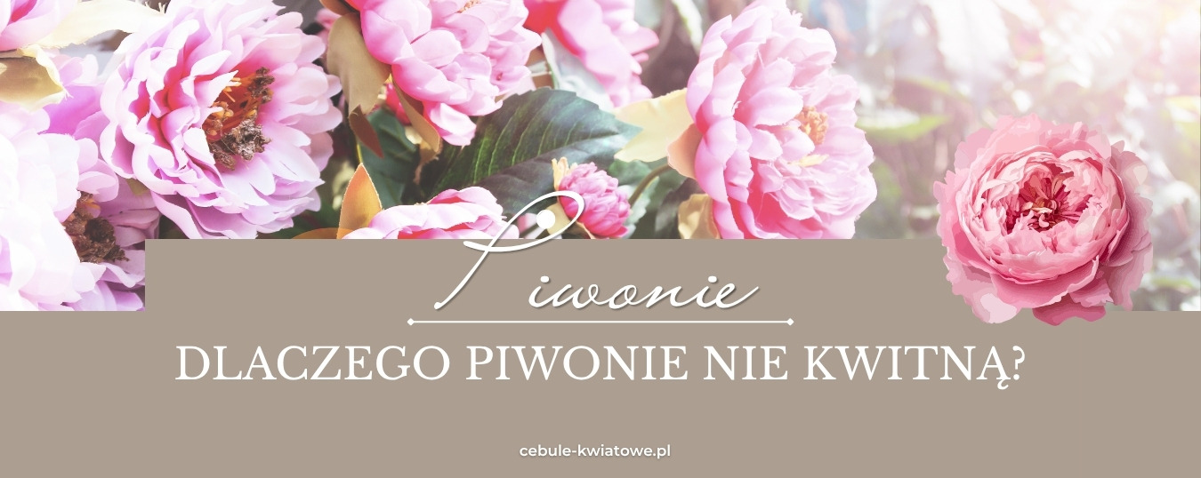 Dlaczego piwonie nie kwitną? Najczęstsze błędy w uprawie