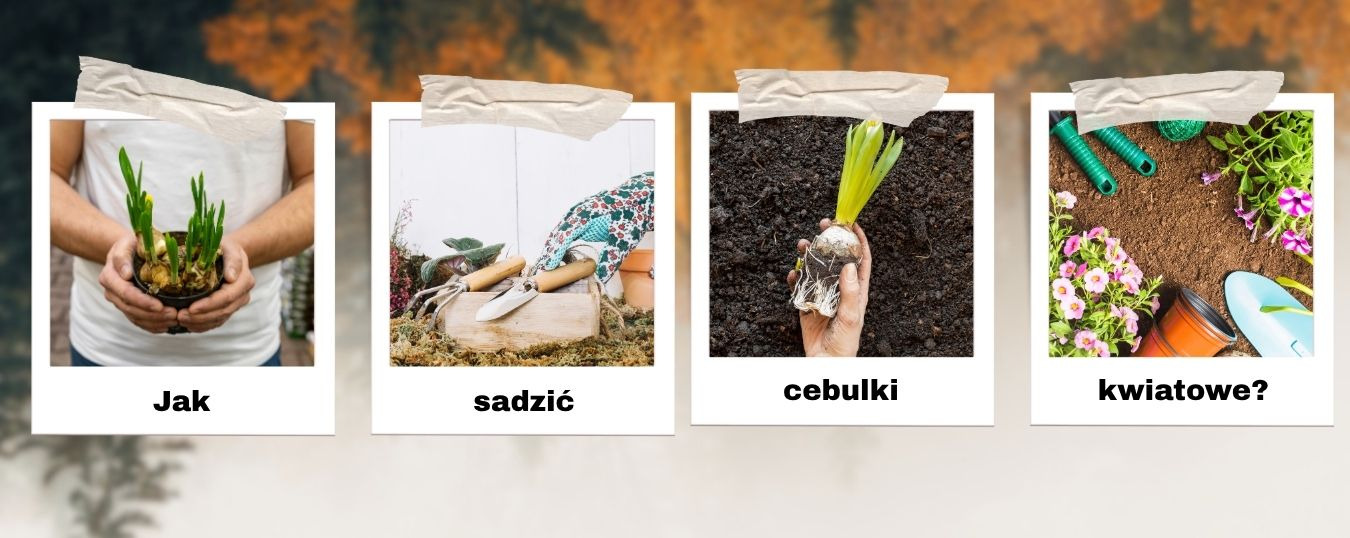Jak sadzić cebulki kwiatowe? Kompleksowy poradnik krok po kroku