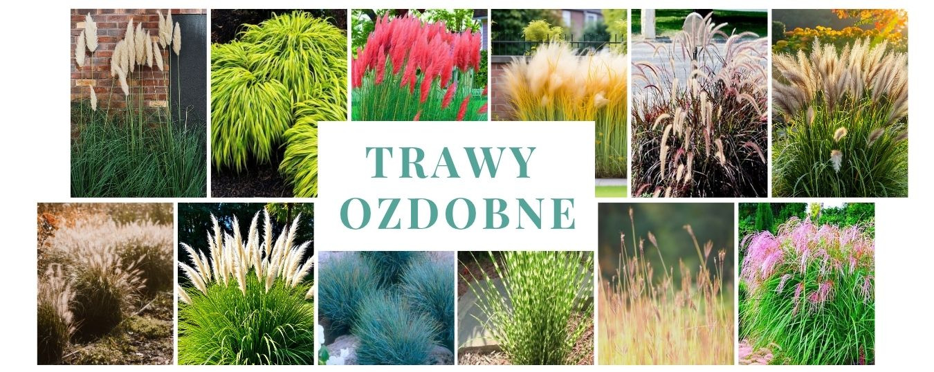 Trawy ozdobne do ogrodu – jakie gatunki wybrać i gdzie je sadzić?
