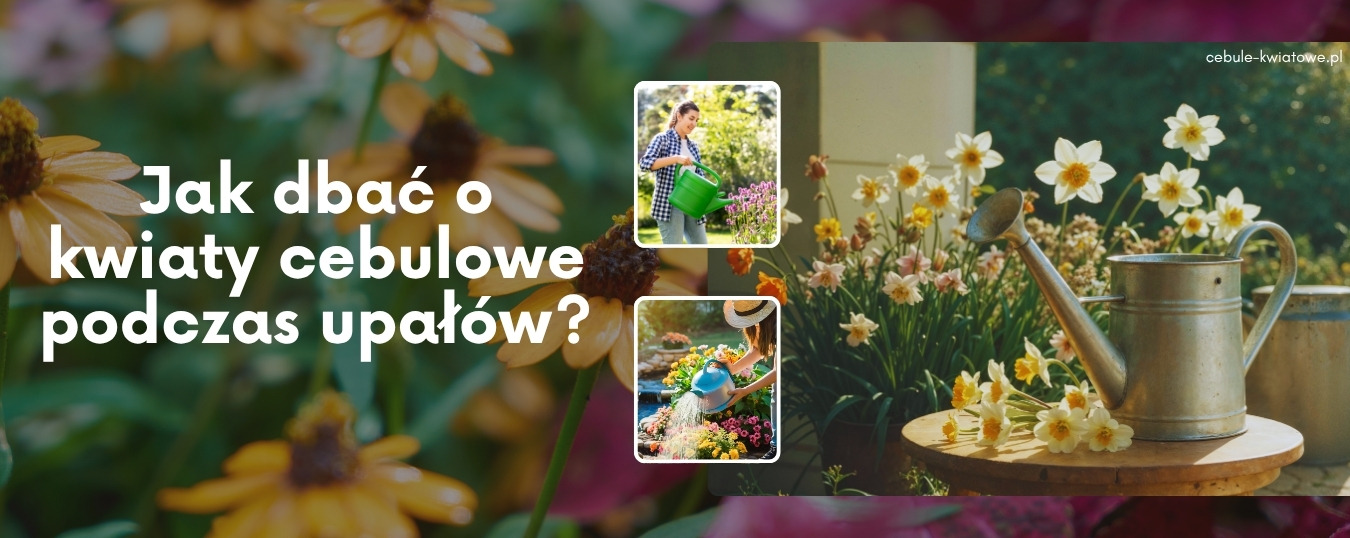 Jak dbać o kwiaty cebulowe podczas upałów? Sprawdzone zasady pielęgnacji i podlewania 