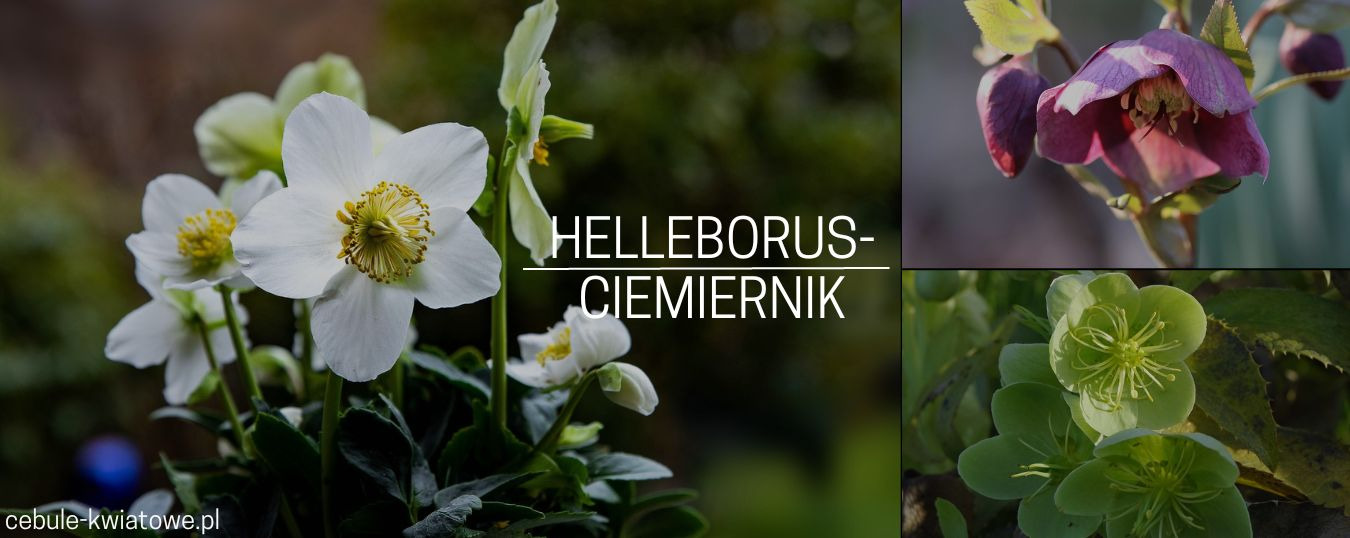 Helleborus-Ciemiernik - uprawa i pielęgnacja