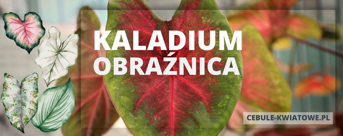 Kaladium - oryginalna i mało wymagająca rodem z tropikalnej Ameryki