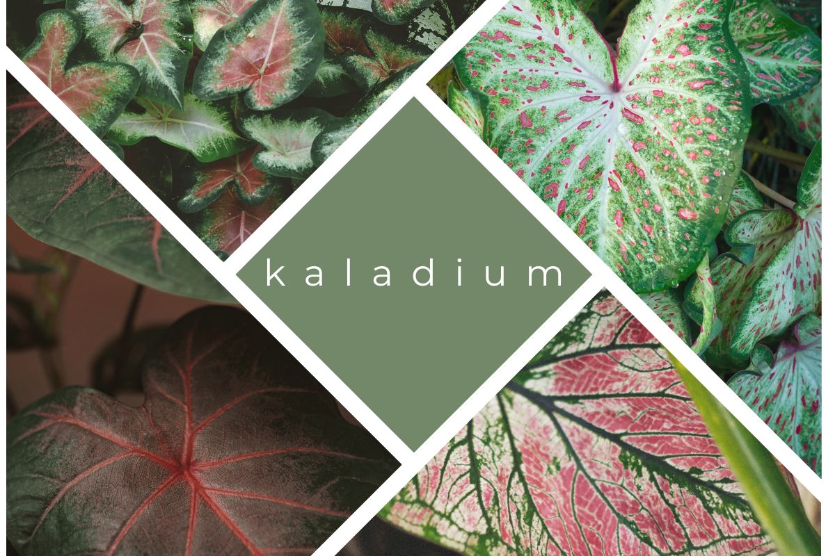 kaladium-wilgotne-lato